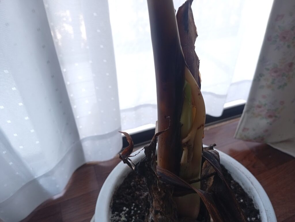 葉っぱが見えてきた