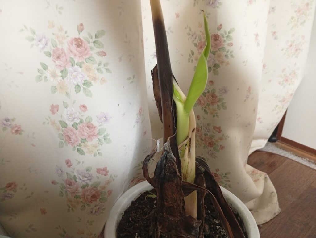 バナナの苗になりましあ。