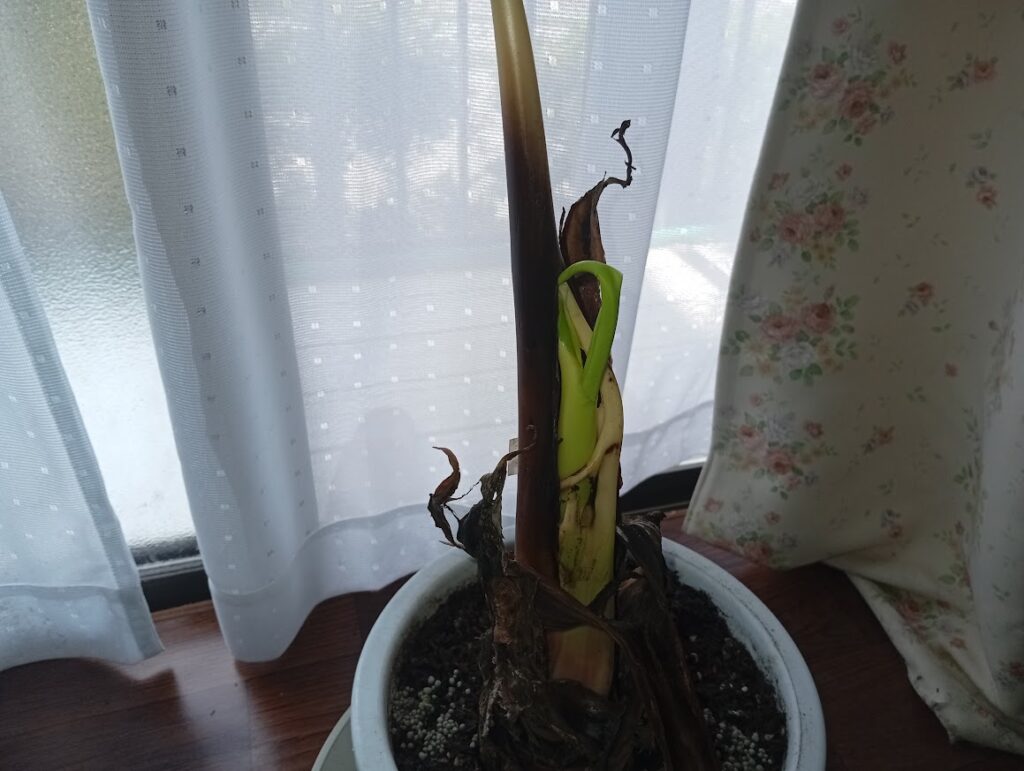葉が開いた
