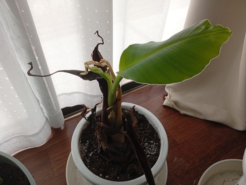 苗になりました
