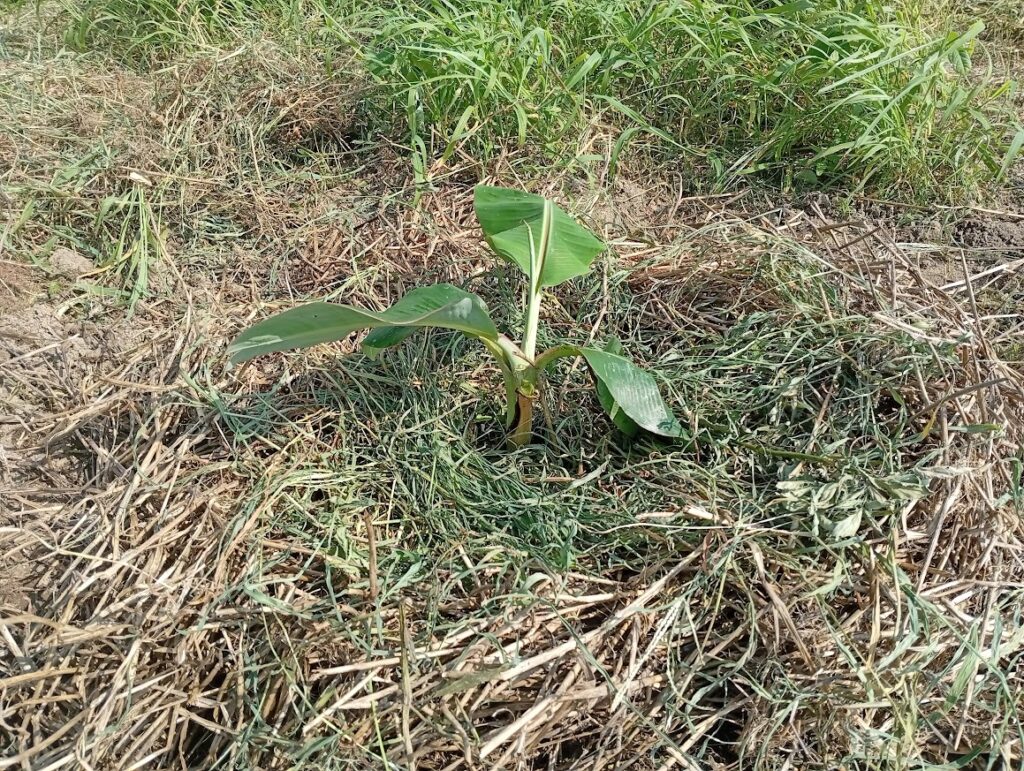 ドワーフナムワバナナの定植完成