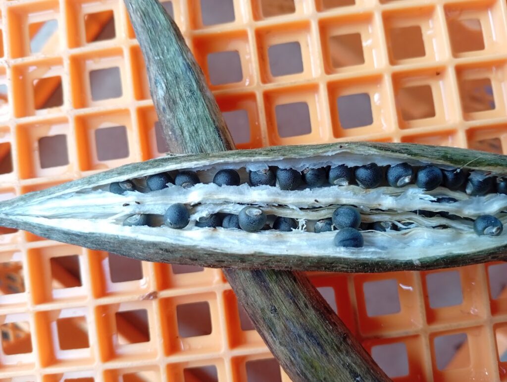 オクラのタネ取り