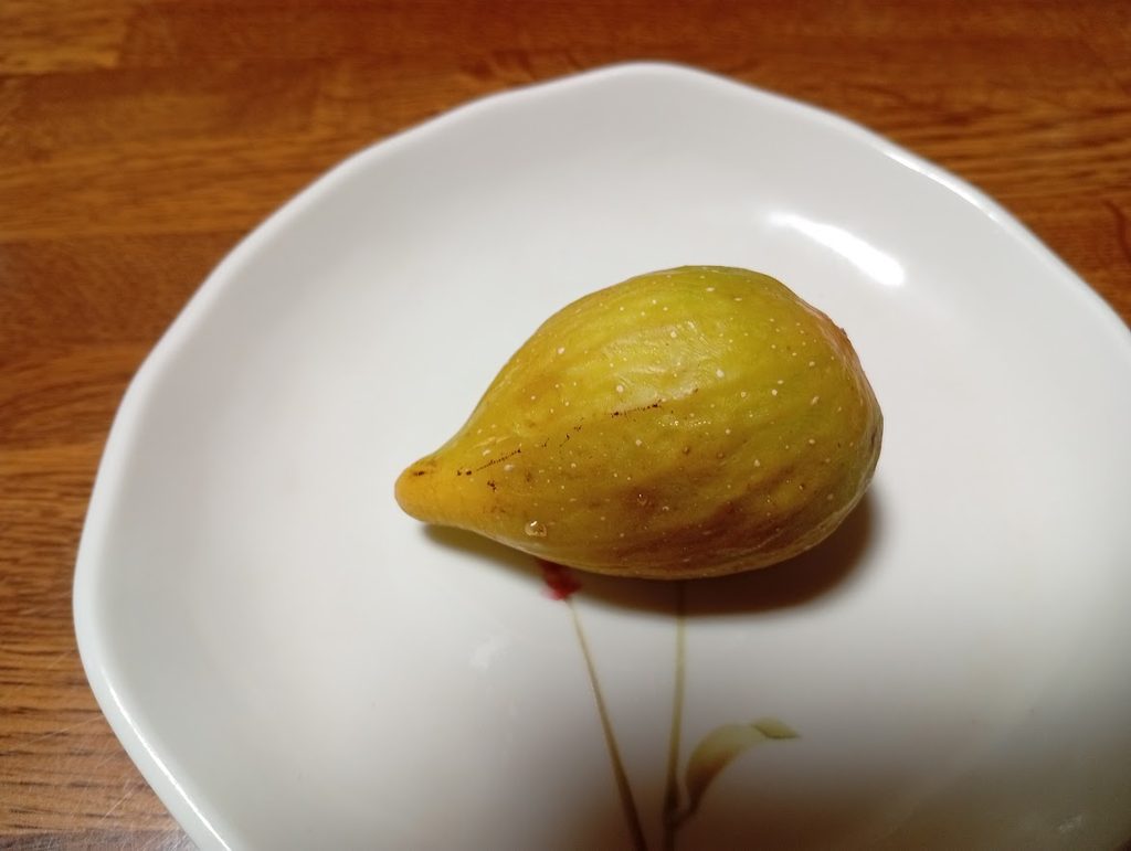初収穫のイチジク